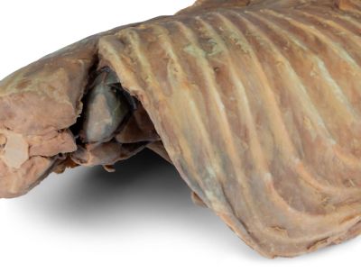 Canine thoracic cavity left side