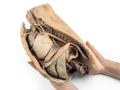 Canine thoracic cavity left side