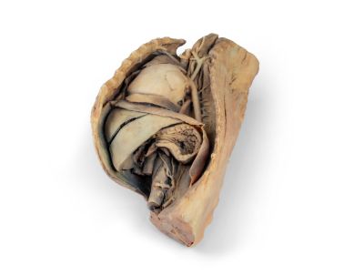 Canine thoracic cavity left side