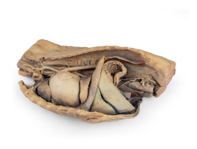 Canine thoracic cavity left side