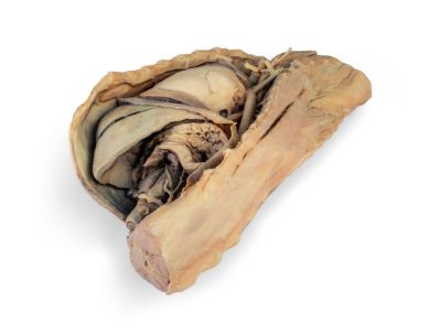 Canine thoracic cavity left side