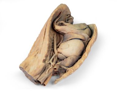 Canine thoracic cavity left side