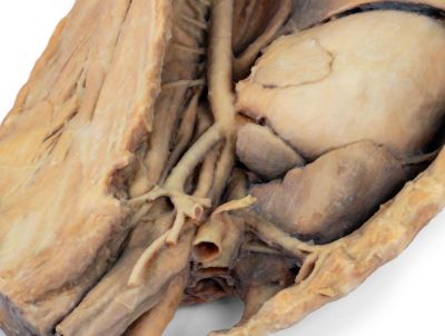 Canine thoracic cavity left side