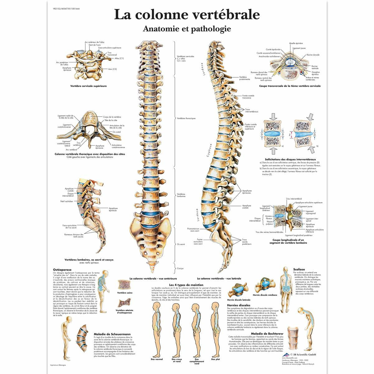 La Colonne Vertebrale chart