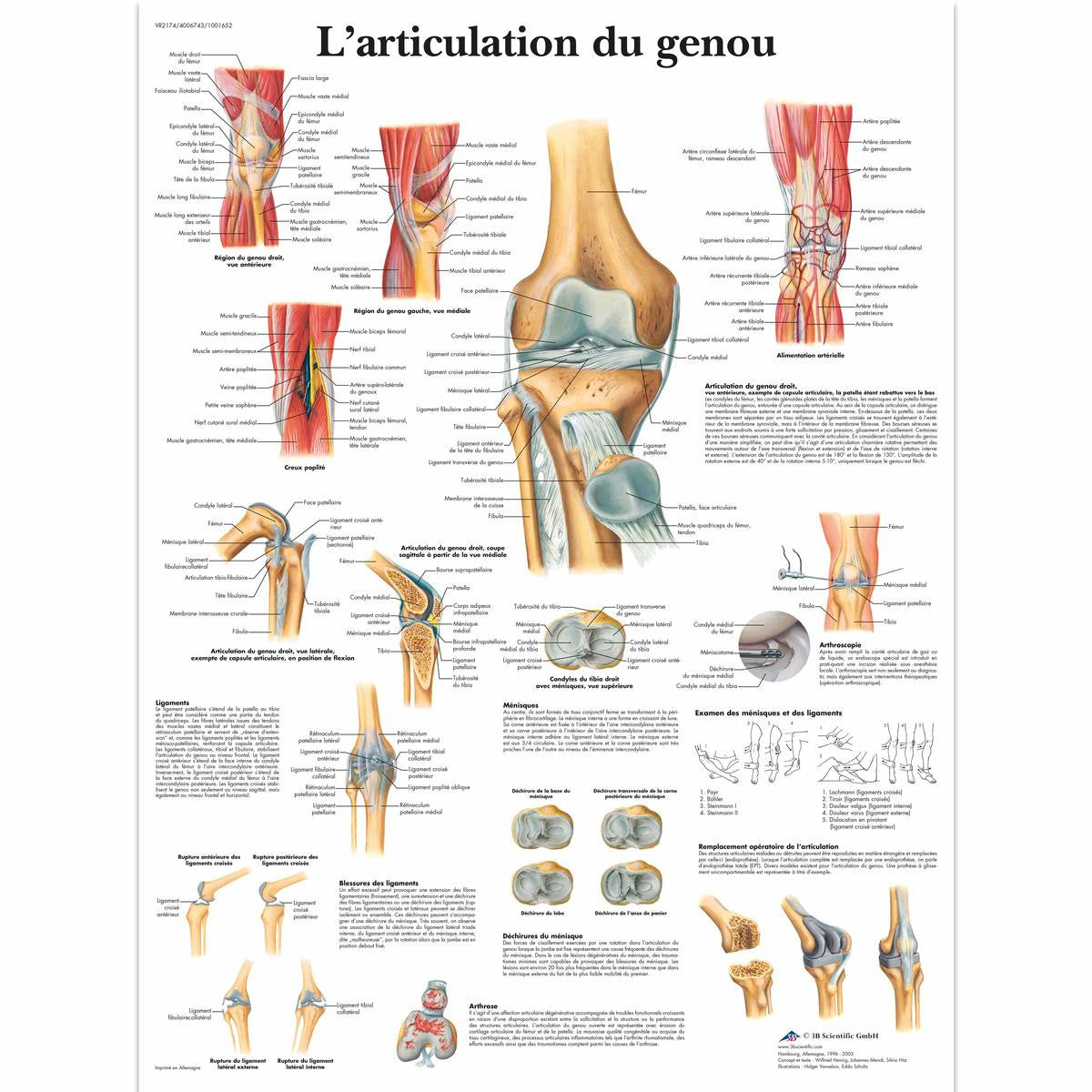 L'articulation du Genou poster