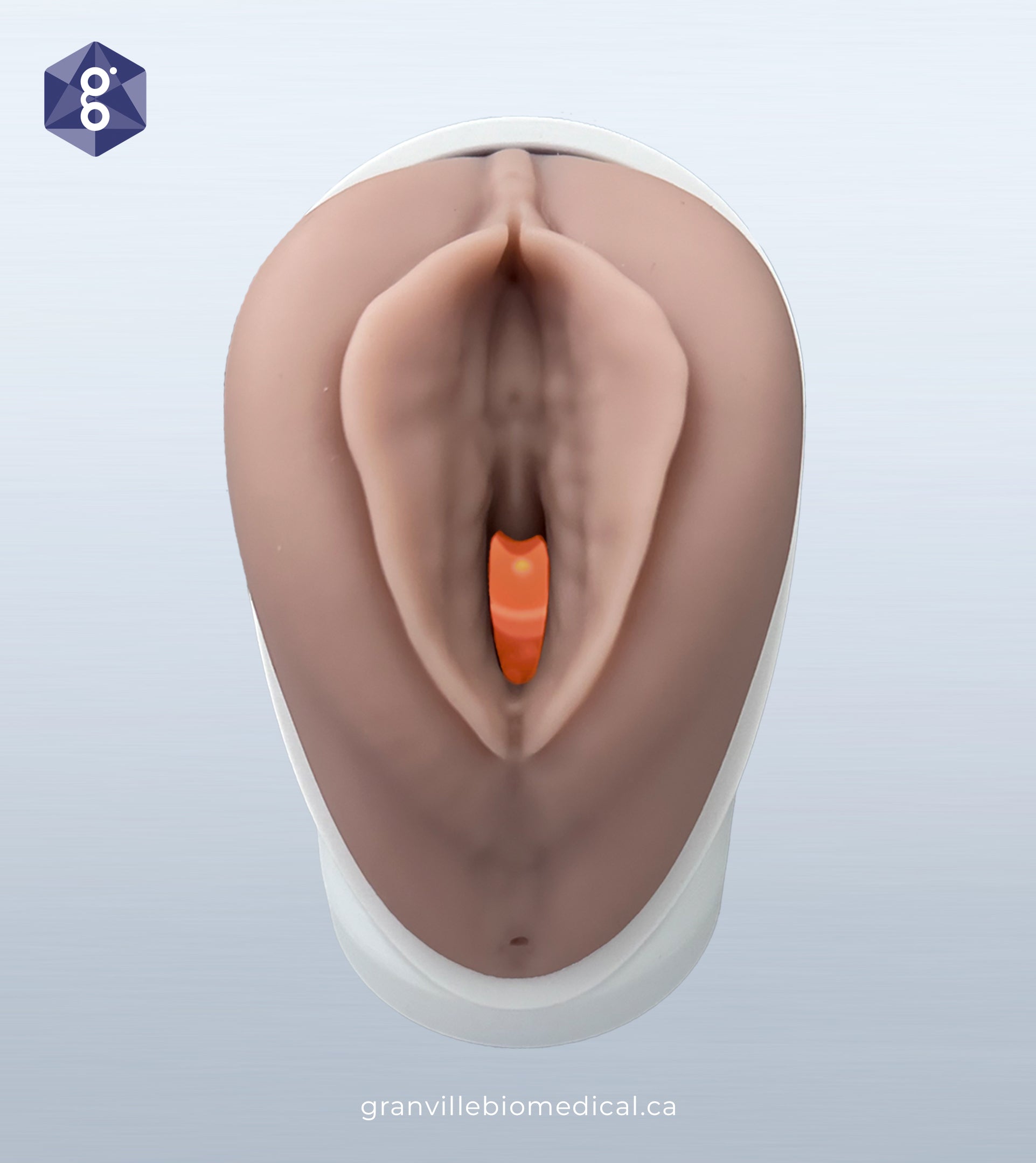 Venus pelvic health model in light skin tone, front view