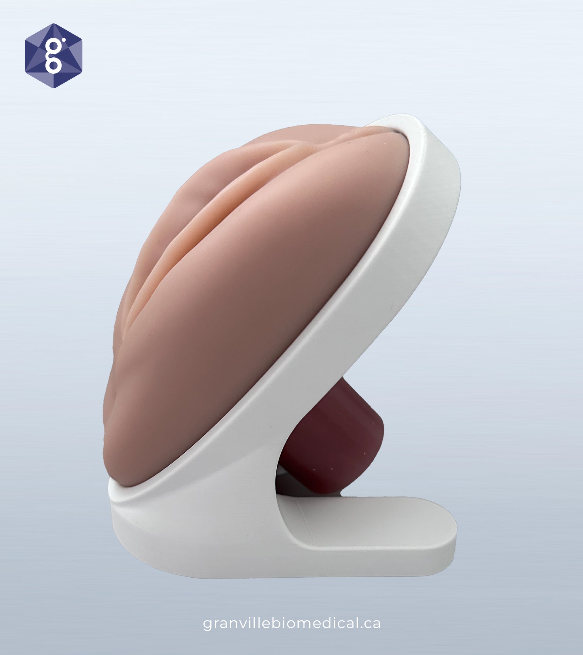Venus pelvic health model in light skin tone, side view