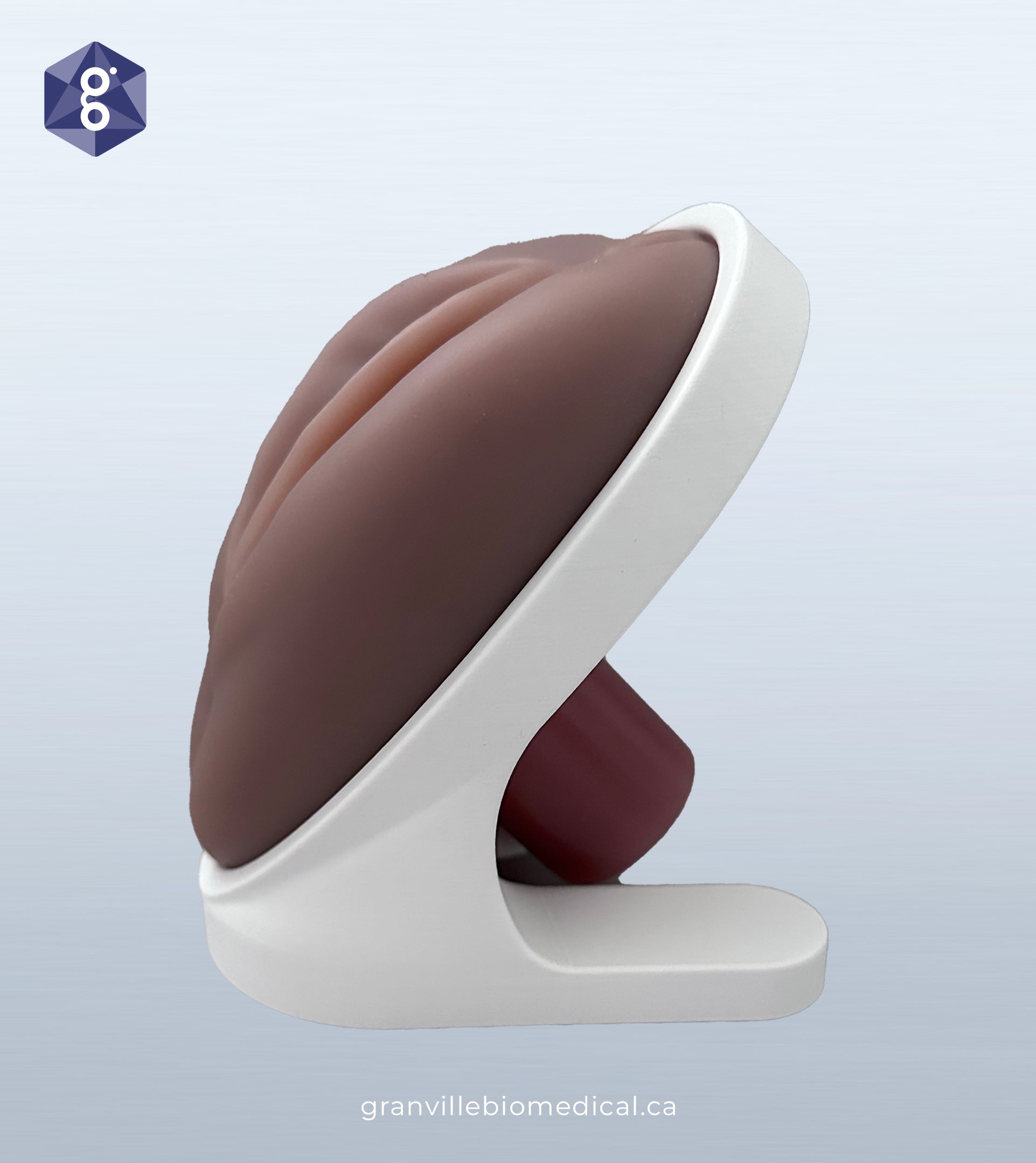 Venus pelvic health model in medium skin tone, side view