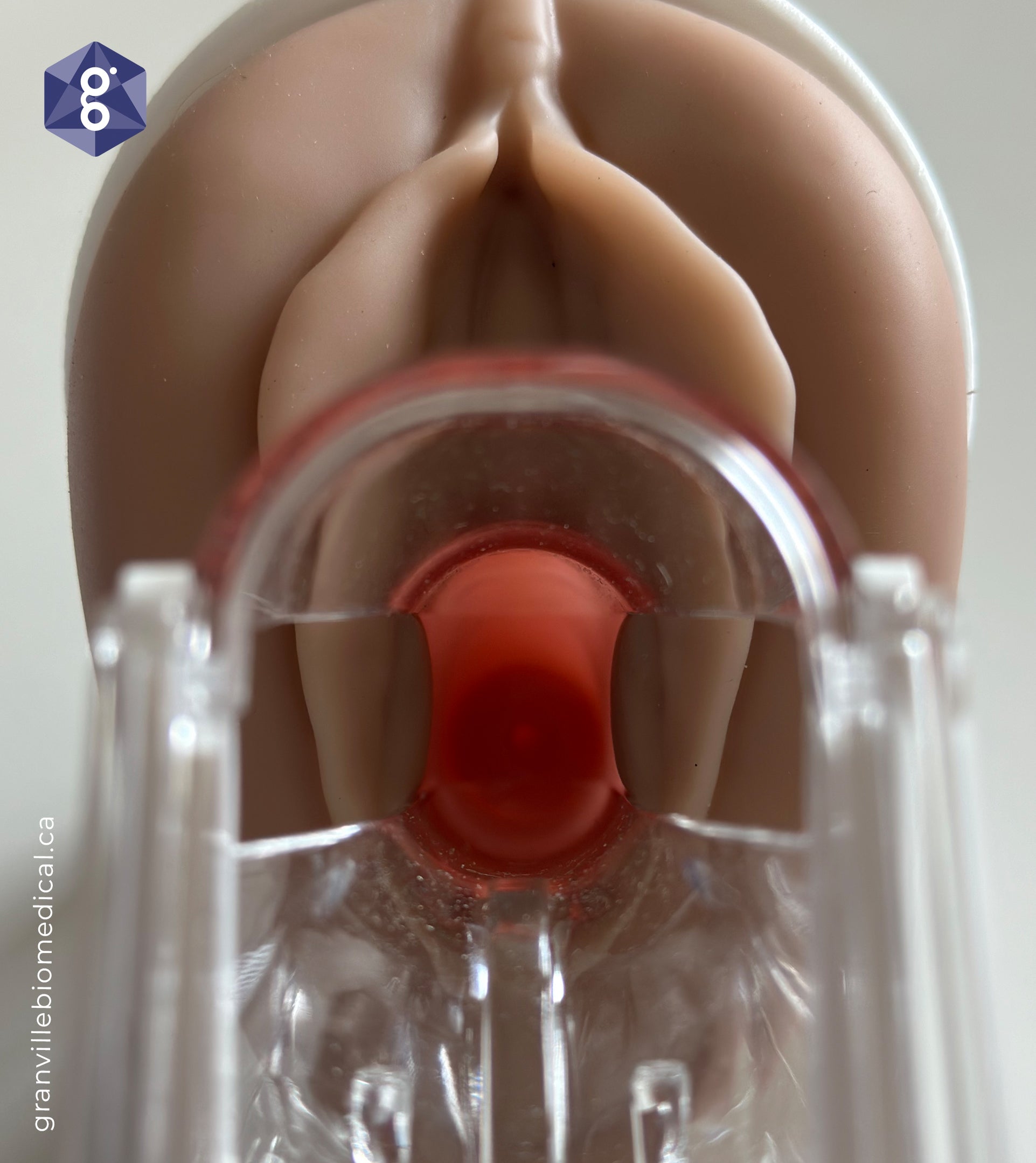 Venus pelvic health model with small speculum inserted