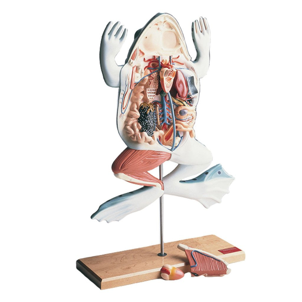 0550-00 Great American Bullfrog