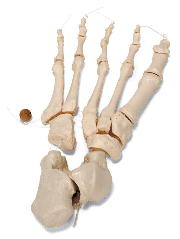 a04_foot_w__25762.1589753282.1280.1280.jpg