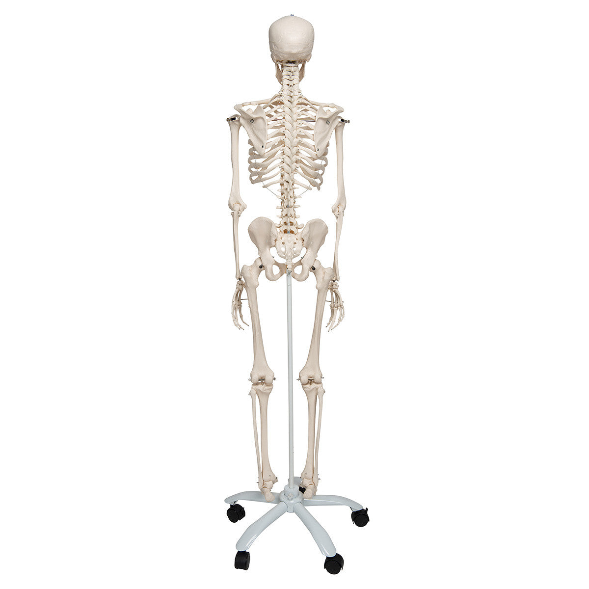Stan - Standard Skeleton Model - posterior view