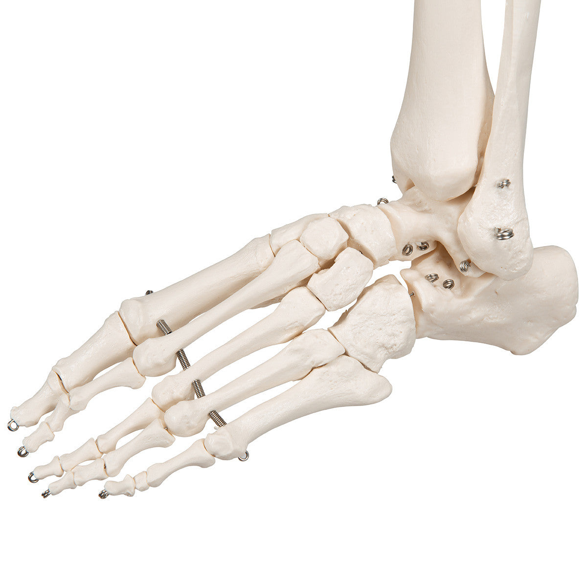 Stan - Standard Skeleton Model - foot