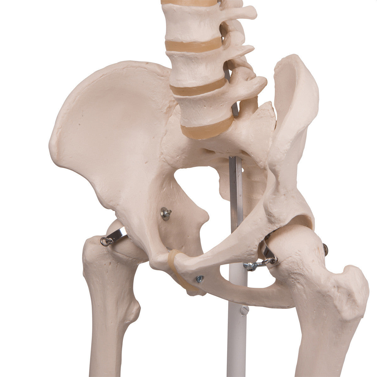 Stan - Standard Skeleton Model - pelvis