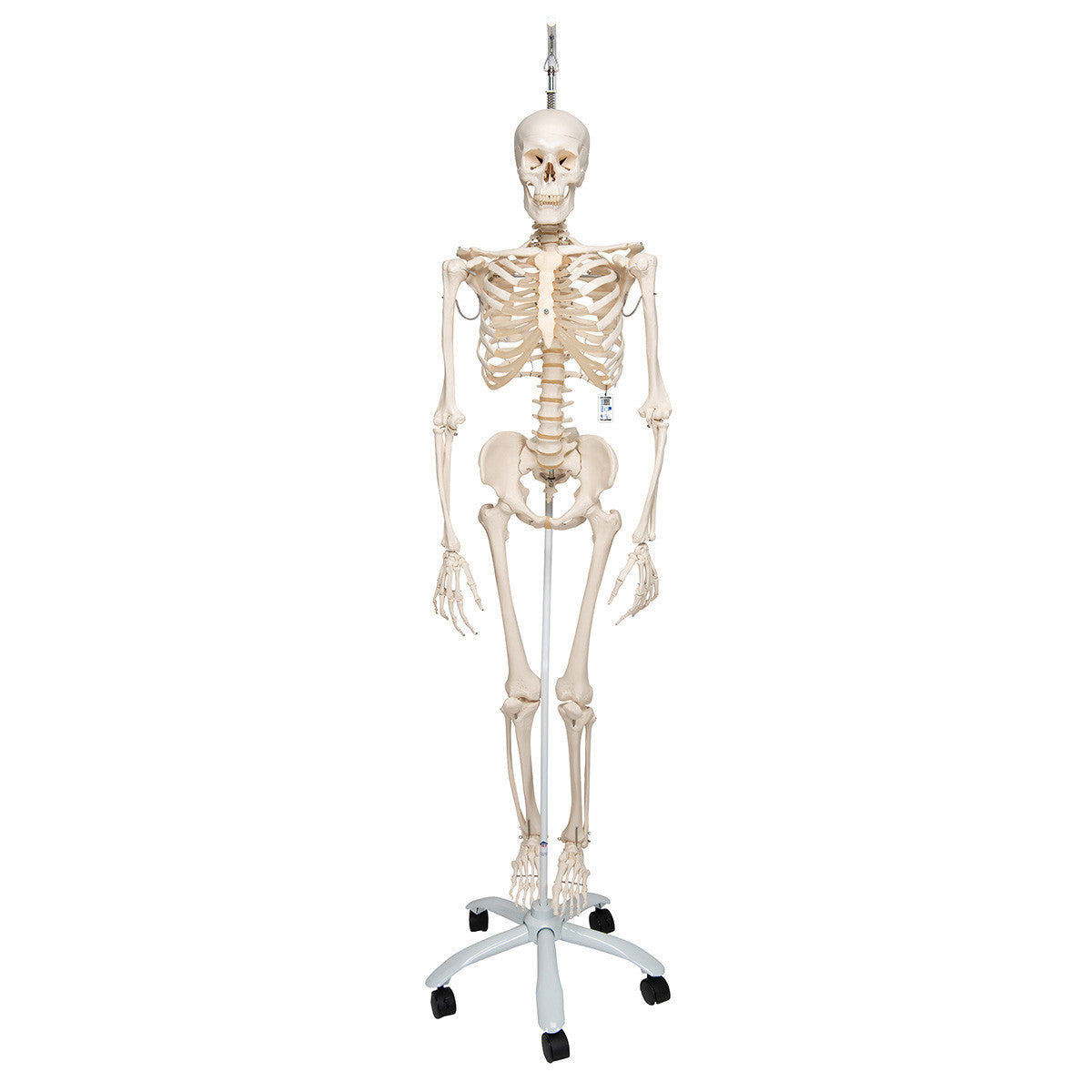 Physiological Skeleton Model