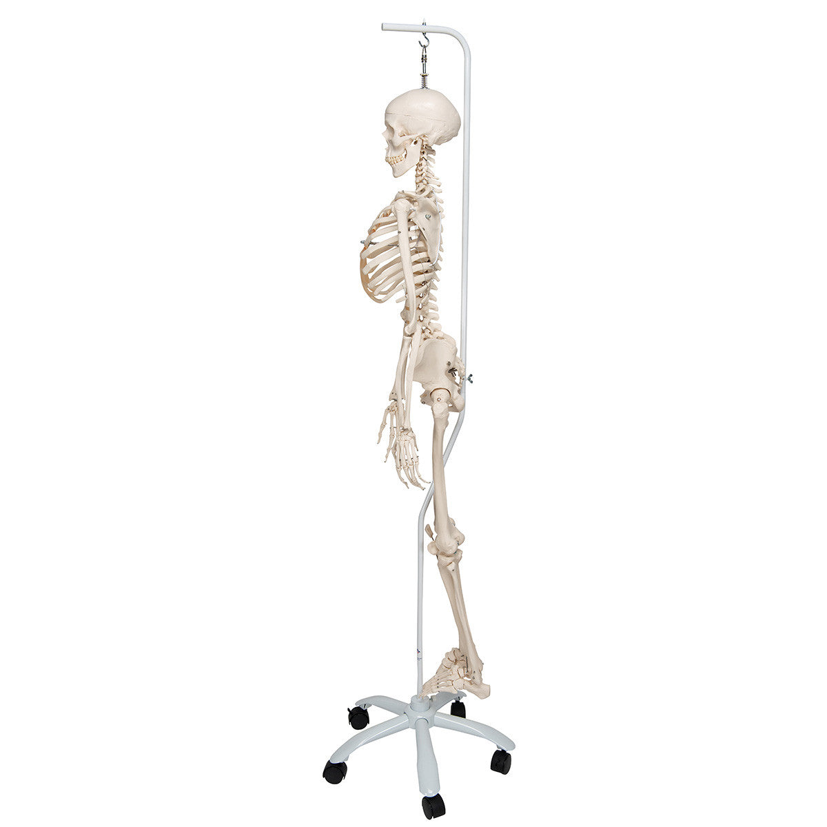 Physiological Skeleton Model