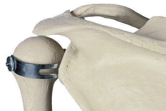 Rudiger Super Skeleton - shoulder girdle