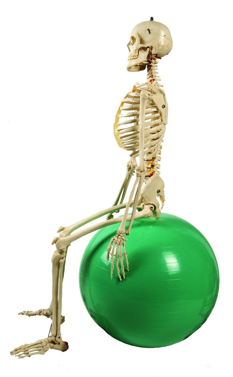 Rudiger Physiological Skeleton - for patient education