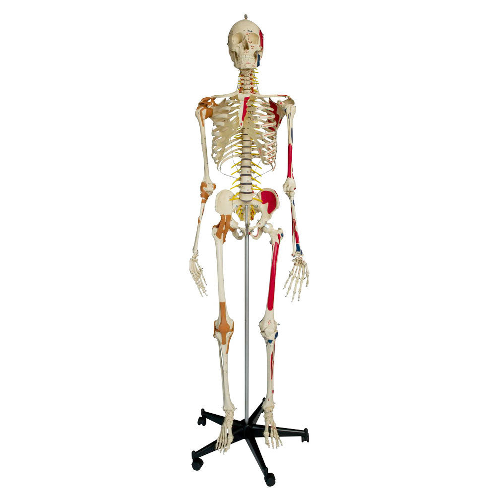 Rudiger Super Skeleton