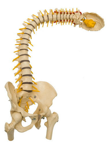 Rudiger Deluxe Flexible Spine with Soft Flexible Discs