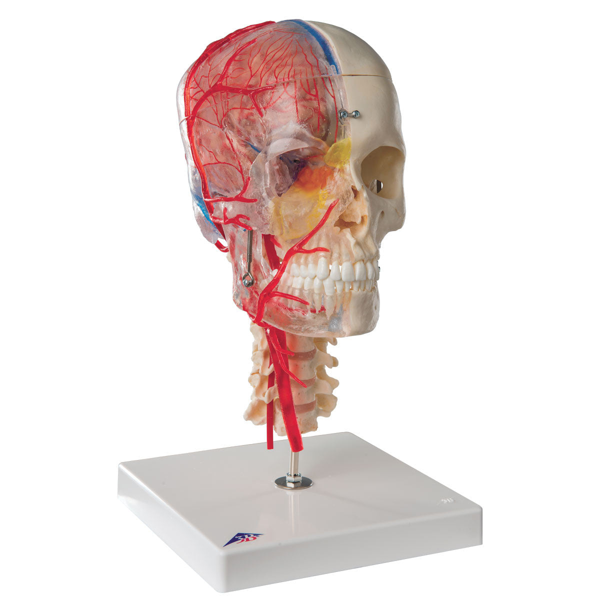 BONElike Human Skull Model, Half Transparent & Half Bony- Complete with Brain and Vertebrae | 3B Scientific A283