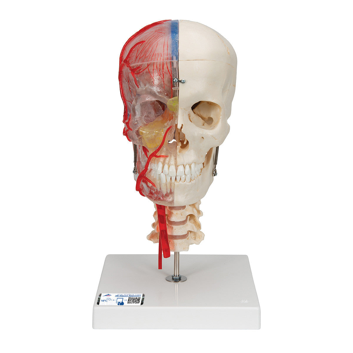 BONElike Human Skull Model, Half Transparent & Half Bony- Complete with Brain and Vertebrae | 3B Scientific A283