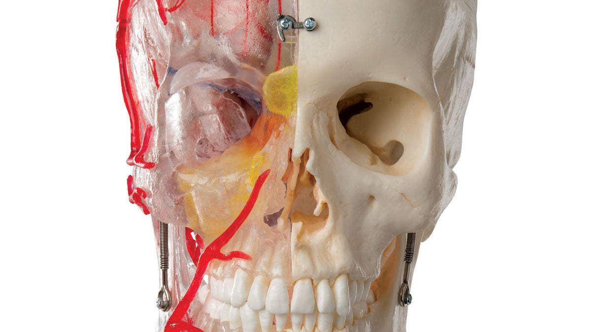 BONElike Human Skull Model, Half Transparent & Half Bony, Complete with Brain & Vertebrae - 3B Scientific A283, view 10