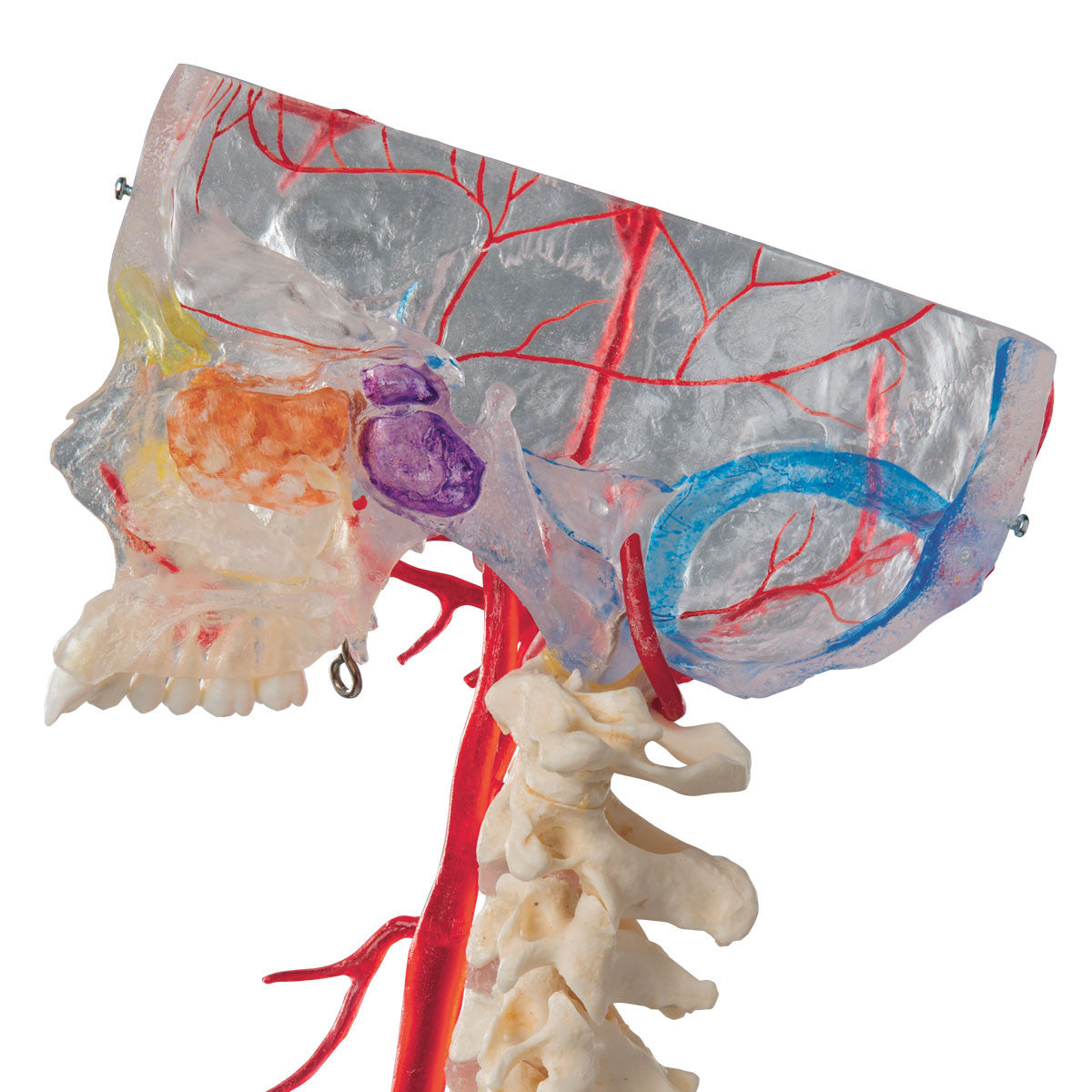 BONElike Human Skull Model, Half Transparent & Half Bony- Complete with Brain and Vertebrae | 3B Scientific A283