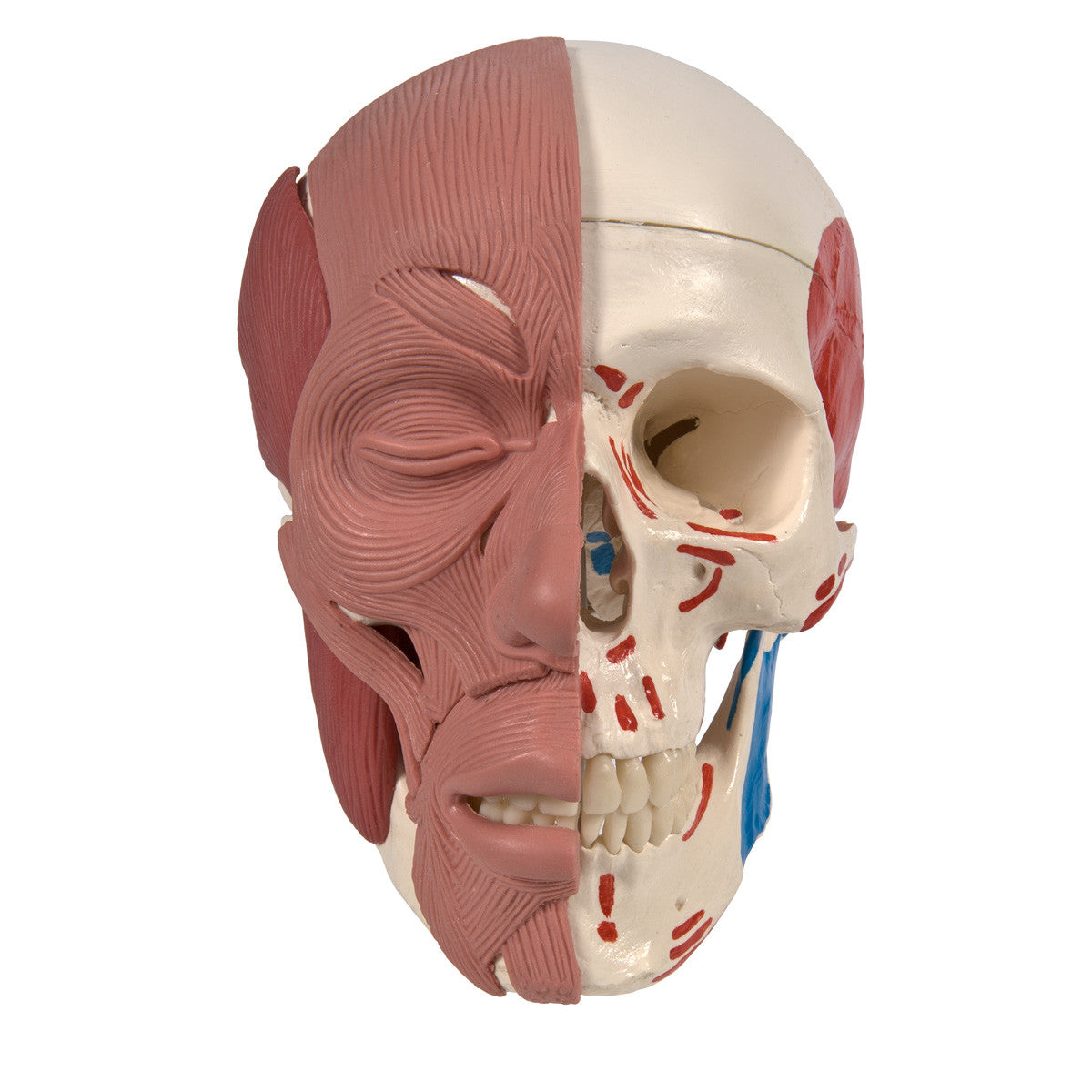 Skull with Facial Muscles