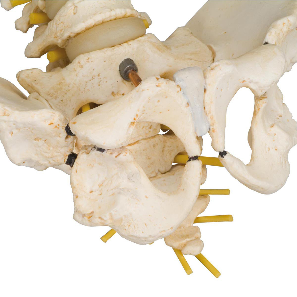 a52_07_1200_1200_bonelike-childs-vertebral-column-model-3b-smart-anatomy__47139.1589753190.1280.1280.jpg