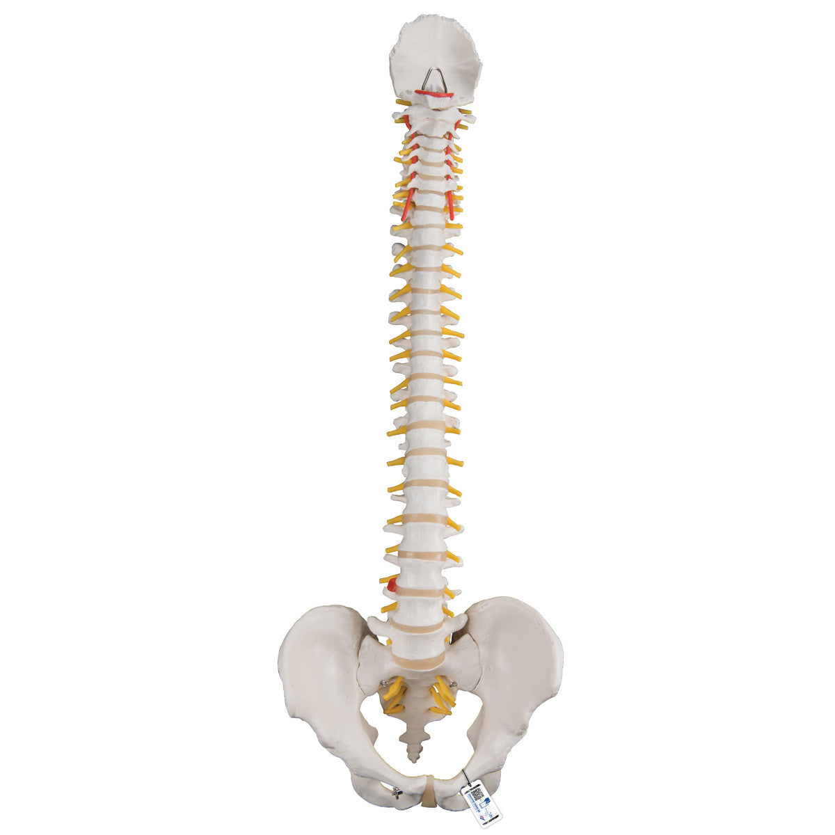 Standard Flexible Spine | 3B Scientific A58/1