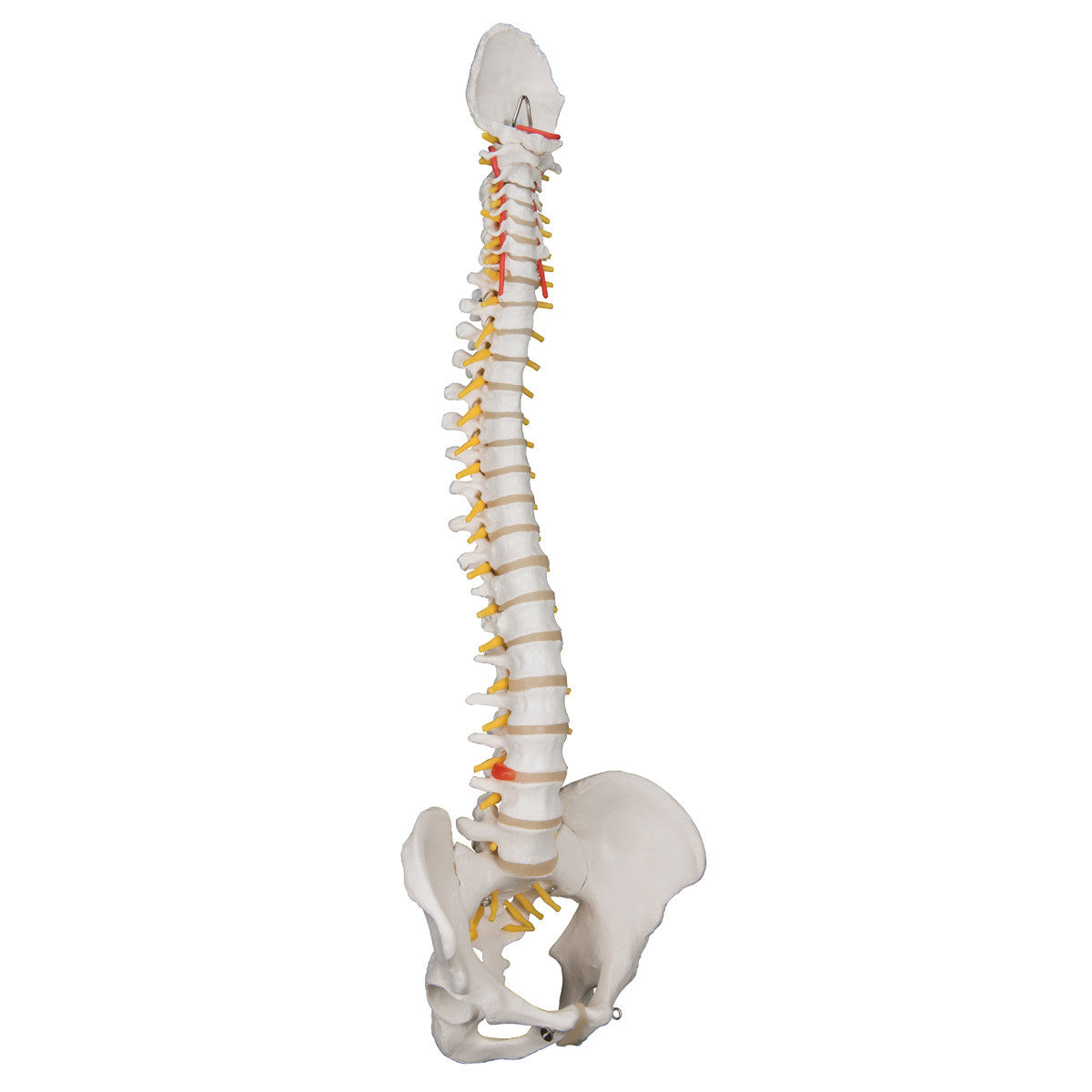 Standard Flexible Spine | 3B Scientific A58/1 - 3/4