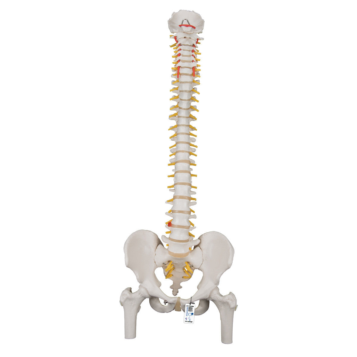 Flexible spine with femur heads