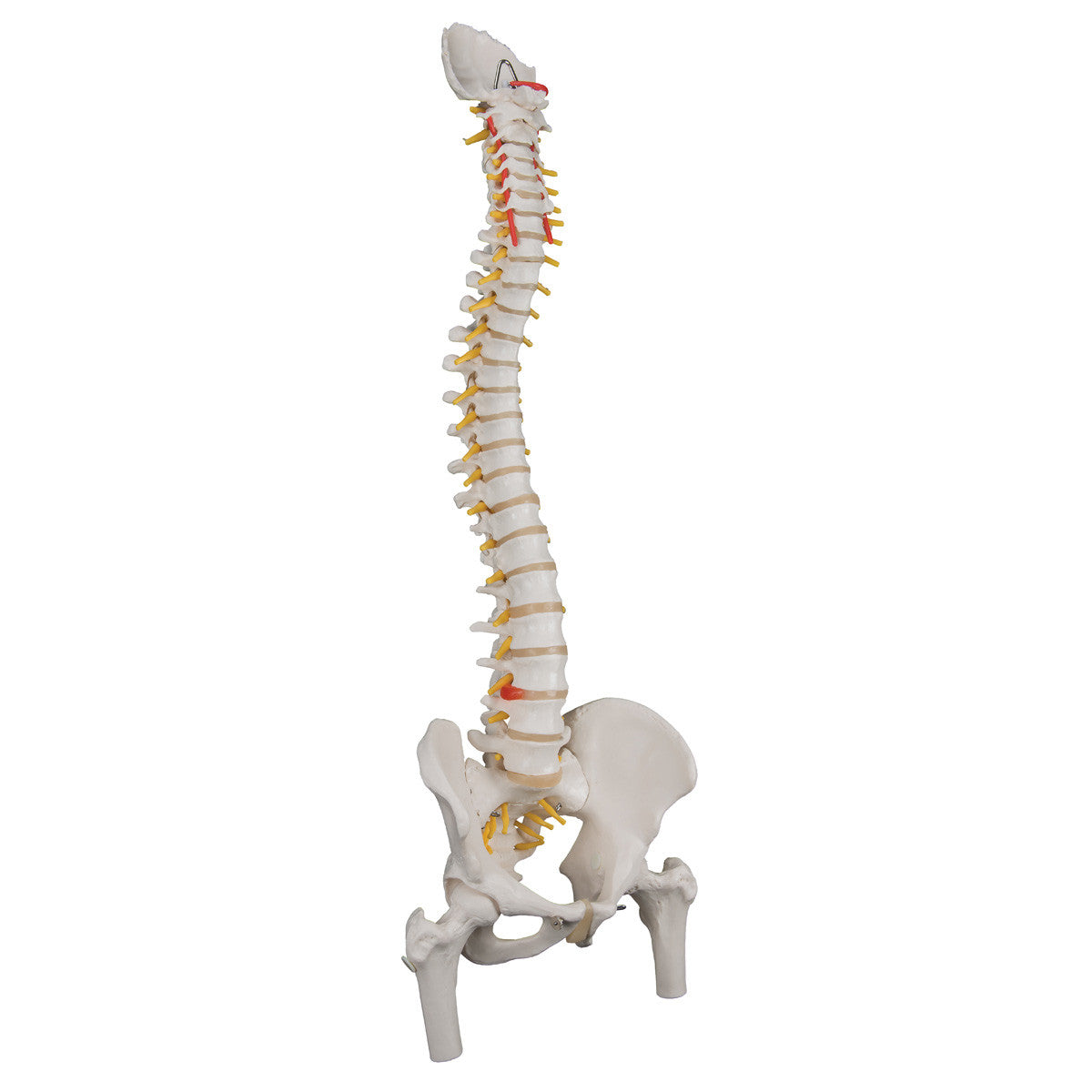 Flexible spine with femur heads