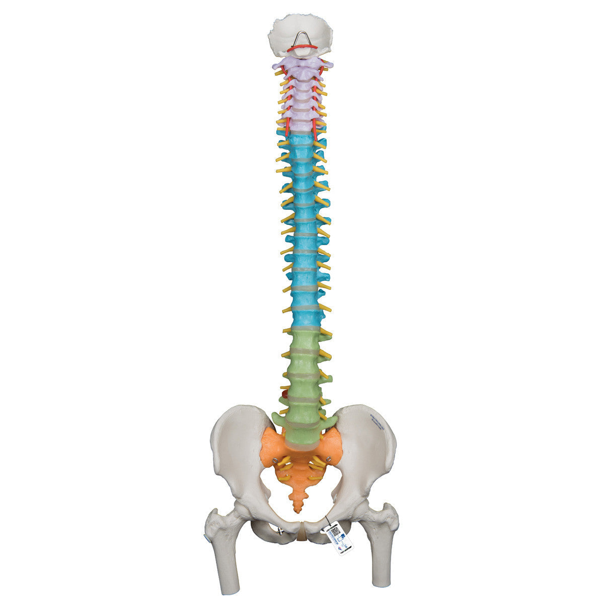 Didactic Flexible Spine with Femur Heads | 3B Scientific A58/9
