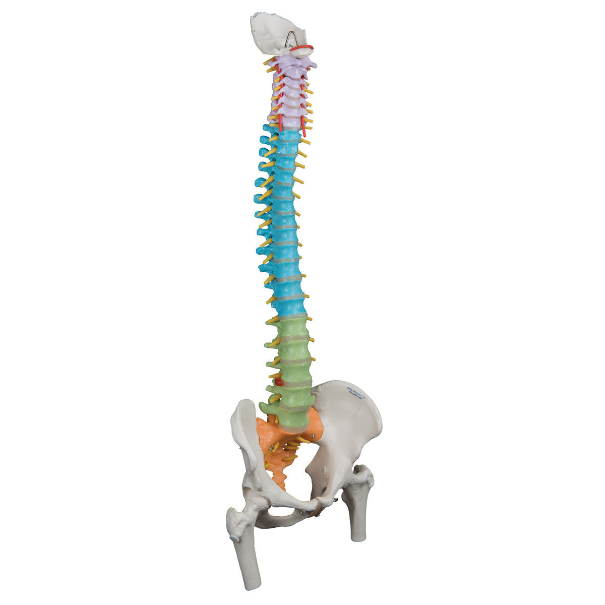 Didactic Flexible Spine with Femur Heads