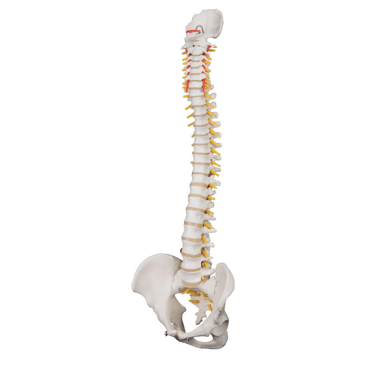 a59-1_03_1200_1200_highly-flexible-human-spine-model-mounted-on-a-flexible-core-3b-smart-anatomy__38817.1589752960.1280.1280.jpg