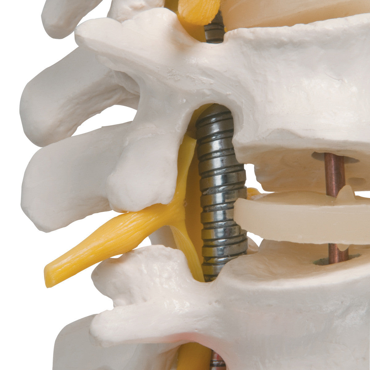 a59-1_04_1200_1200_highly-flexible-human-spine-model-mounted-on-a-flexible-core-3b-smart-anatomy_1__11639.1589753023.1280.1280.jpg