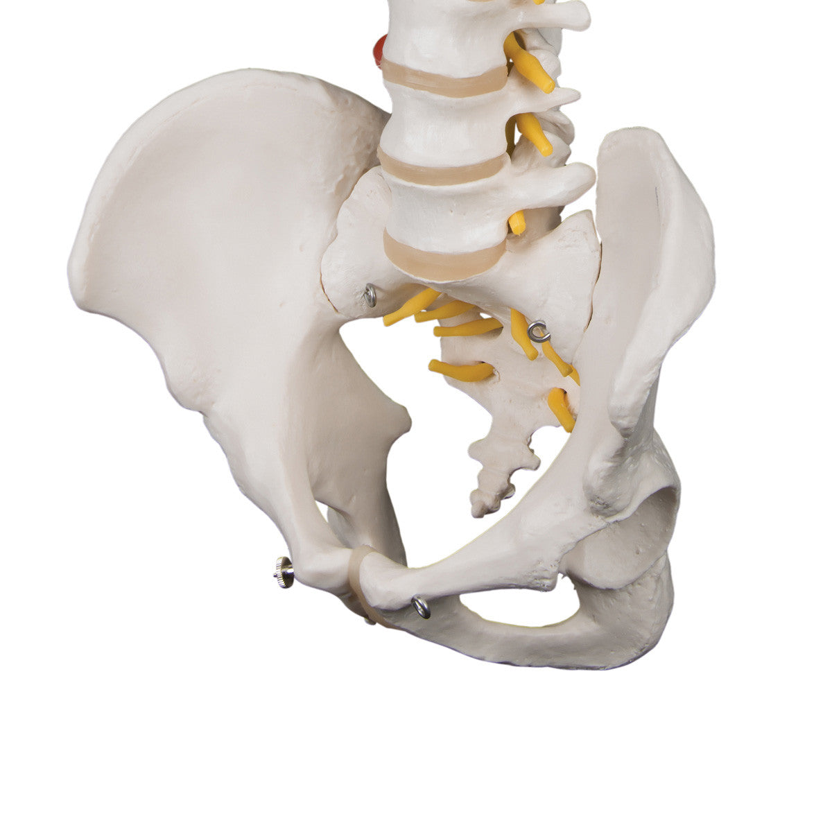 a59-1_06_1200_1200_highly-flexible-human-spine-model-mounted-on-a-flexible-core-3b-smart-anatomy__89354.1589752961.1280.1280.jpg