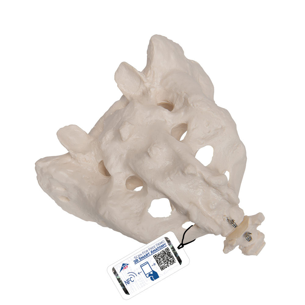 a70-6_01_1000_1000_human-sacrum-coccyx-model-3b-smart-anatomy__16589.1589753094.1280.1280.jpg