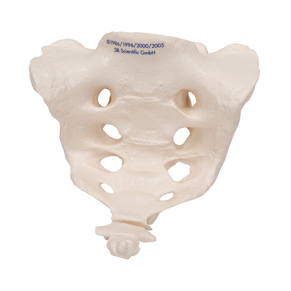a70-6_02_1000_1000_human-sacrum-coccyx-model-3b-smart-anatomy__62492.1589753094.1280.1280.jpg