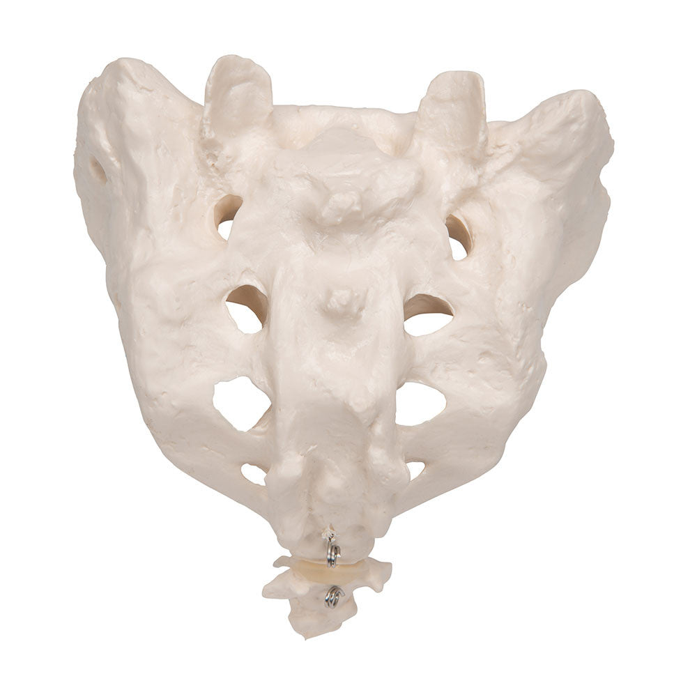 a70-6_03_1000_1000_human-sacrum-coccyx-model-3b-smart-anatomy__15201.1589753095.1280.1280.jpg