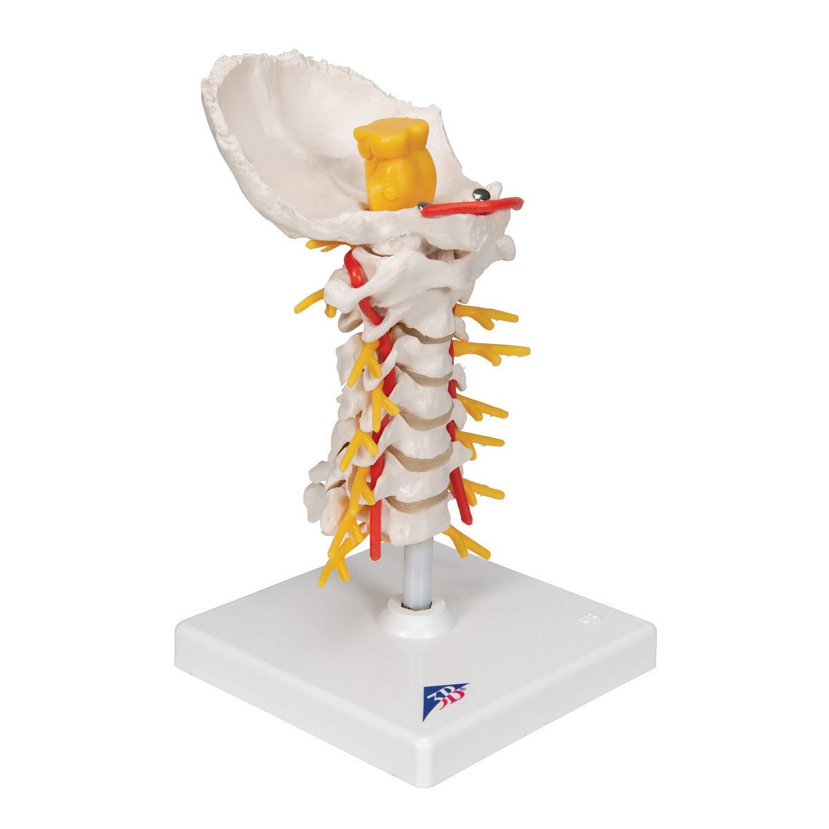Cervical Human Spinal Column Model - 3B Scientific A72, view 3