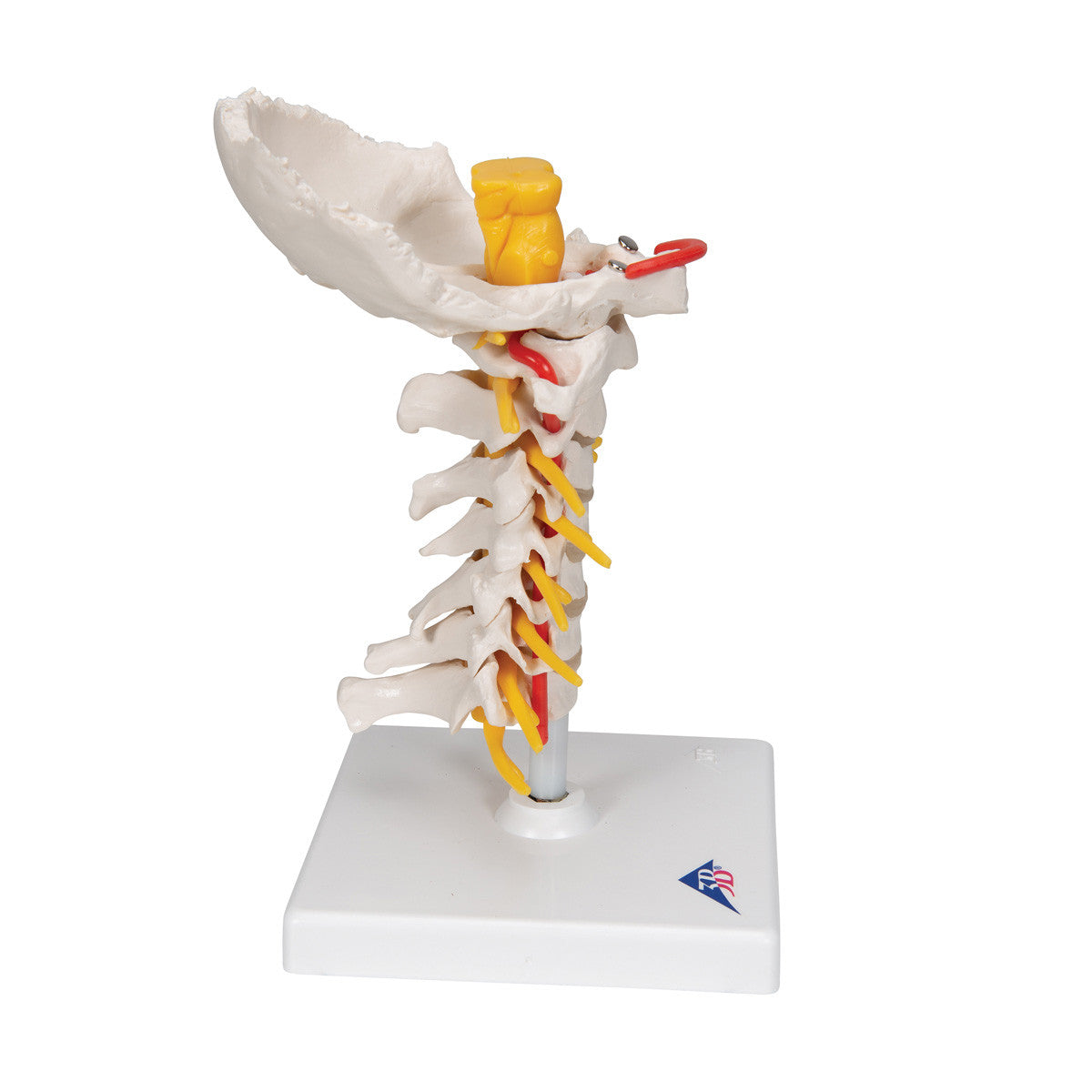Cervical Human Spinal Column Model - 3B Scientific A72, view 4