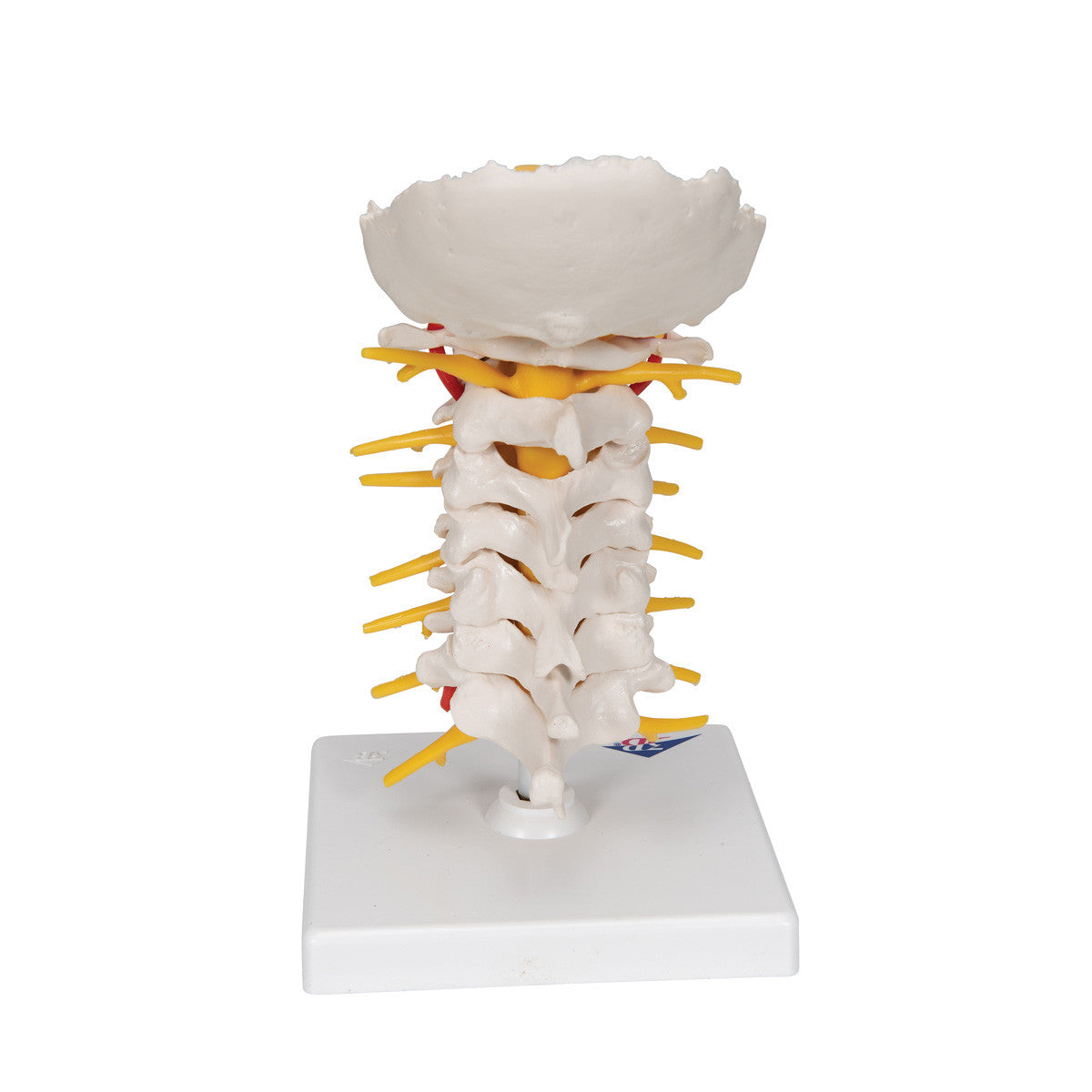 Cervical Human Spinal Column Model - 3B Scientific A72, view 5