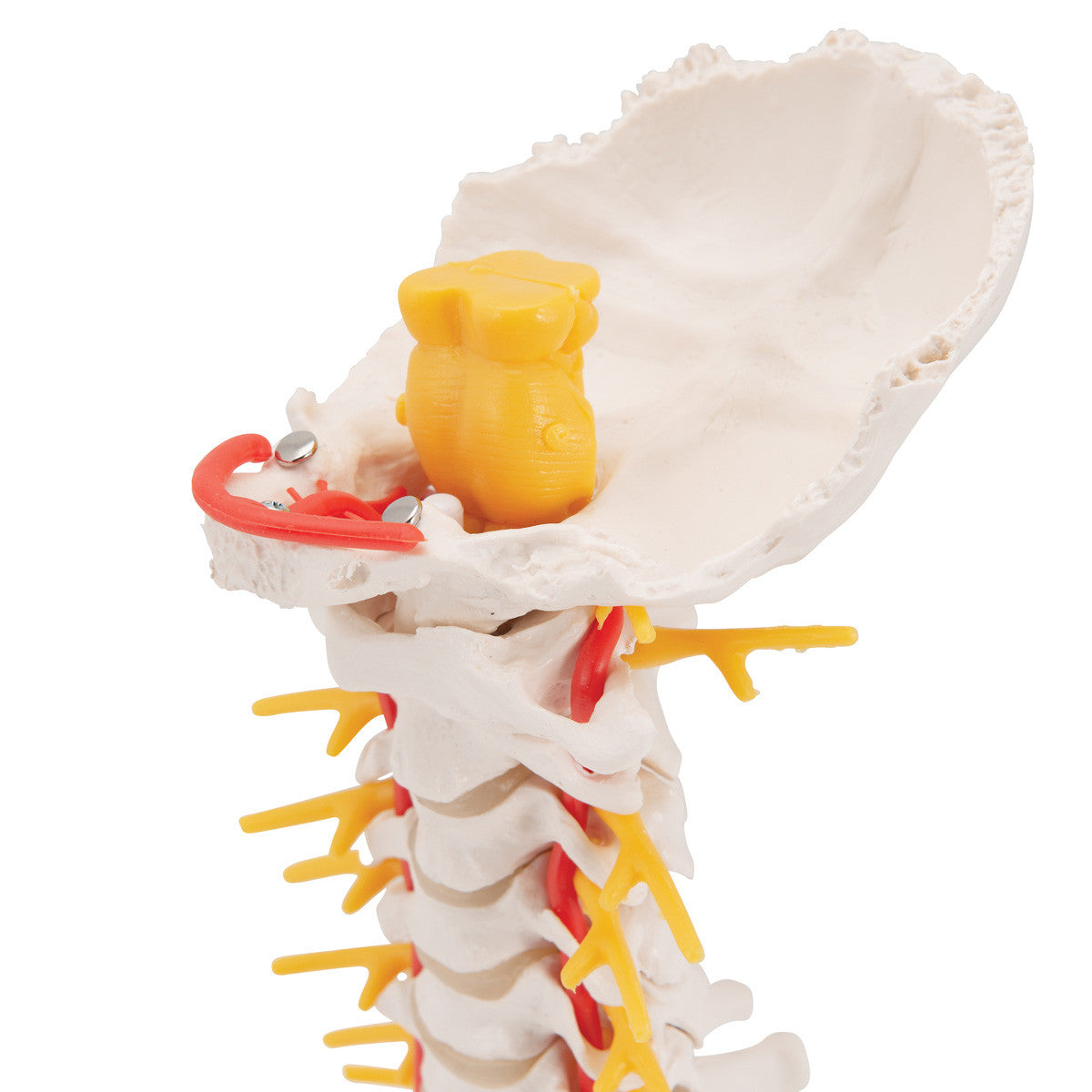 Cervical Human Spinal Column Model - 3B Scientific A72, view 6