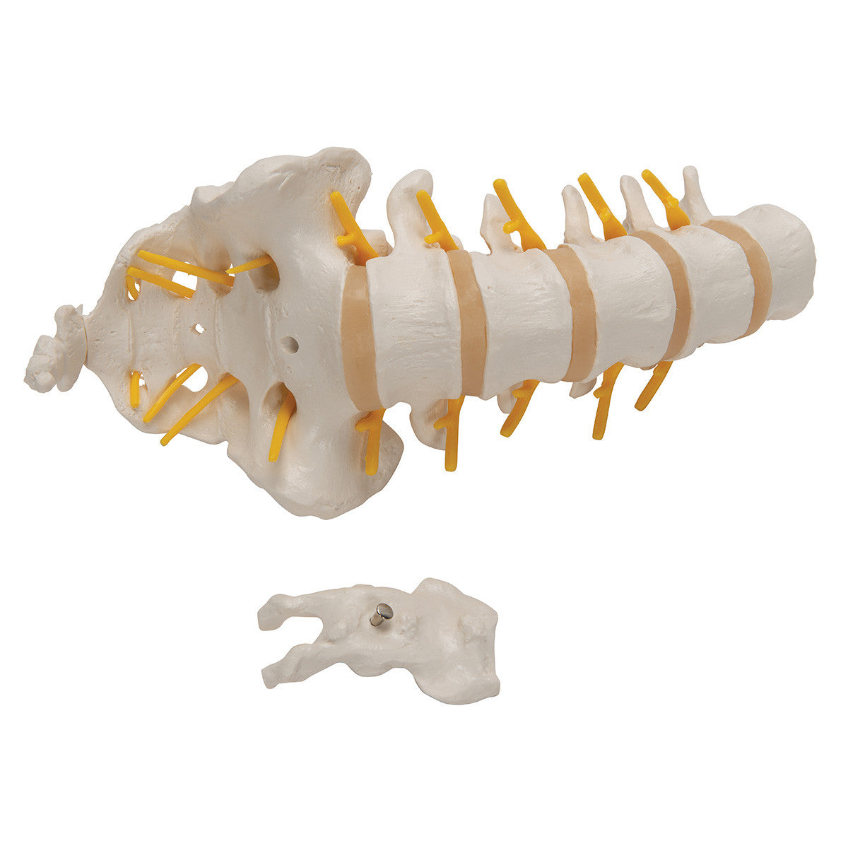 a74_06_1200_1200_lumbar-human-spinal-column-model-3b-smart-anatomy__48564.1589752912.1280.1280.jpg
