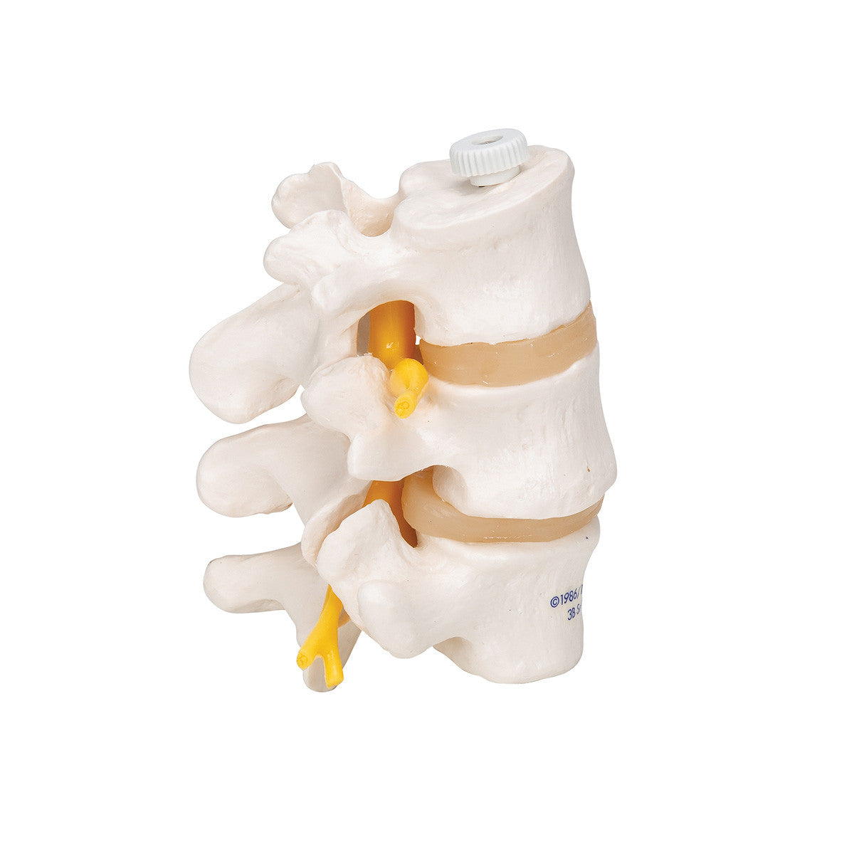 a76-8_03_1200_1200_3-human-lumbar-vertebrae-flexibly-mounted-3b-smart-anatomy__25612.1589753193.1280.1280.jpg
