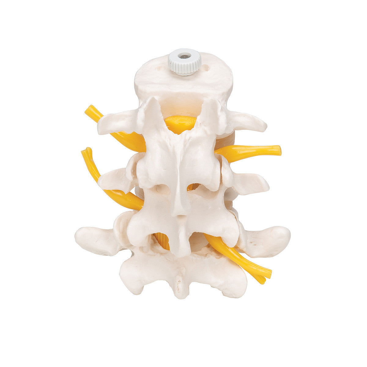 a76-8_04_1200_1200_3-human-lumbar-vertebrae-flexibly-mounted-3b-smart-anatomy__89904.1589753193.1280.1280.jpg