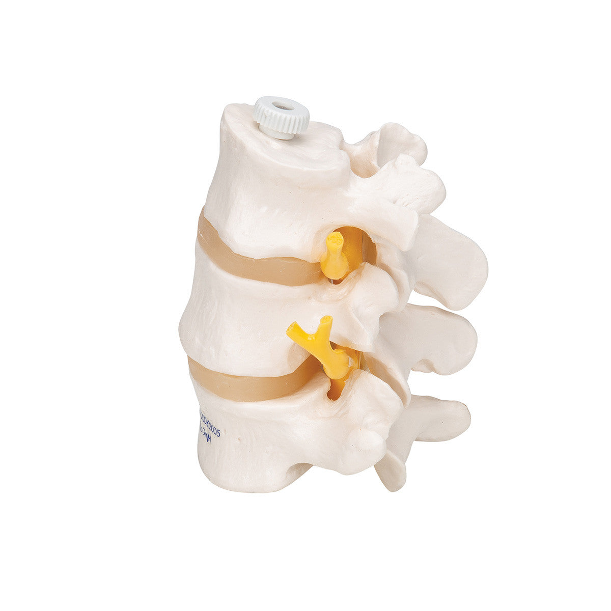 a76-8_05_1200_1200_3-human-lumbar-vertebrae-flexibly-mounted-3b-smart-anatomy__49405.1589753191.1280.1280.jpg